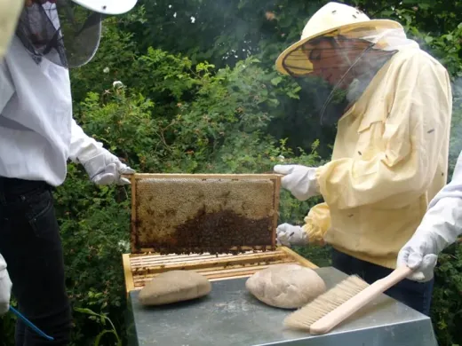 Bienen-AG